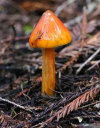 Hygrocybe singeri image