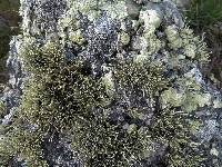 Niebla homalea image