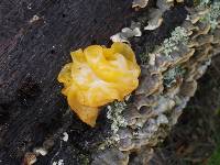 Tremella aurantia image