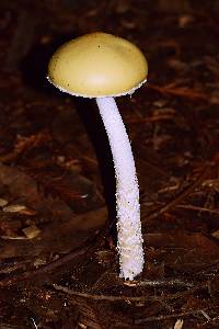 Stropharia ambigua image