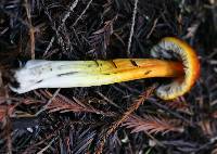 Hygrocybe singeri image