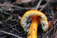 Hygrocybe singeri image