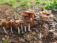 Psilocybe cyanescens image