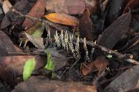 Xylaria hypoxylon image