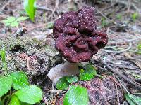 Gyromitra esculenta image