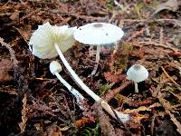 Leucocoprinus brebissonii image