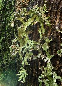 Lobaria pulmonaria image