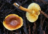 Gymnopilus sapineus image