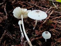 Leucocoprinus brebissonii image