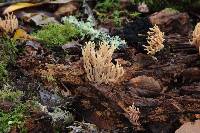 Ramaria stricta image