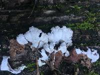 Schizophyllum commune image