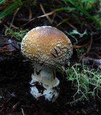 Amanita pantherina image