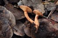 Lactarius rubidus image