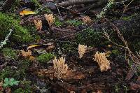 Ramaria stricta image