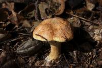 Suillus caerulescens image