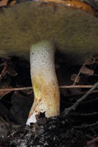 Suillus pungens image