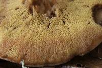 Suillus caerulescens image