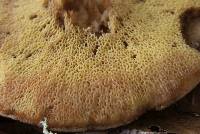 Suillus caerulescens image