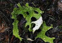 Lobaria pulmonaria image