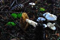 Inocybe geophylla var. lilacina image