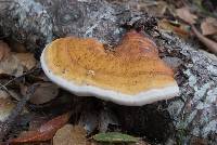 Fomitopsis pinicola image