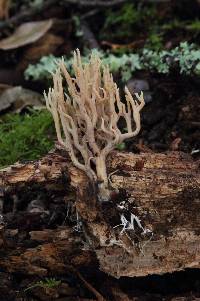 Ramaria stricta image