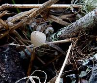 Mycena murina image