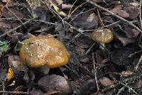 Suillus pungens image