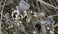 Peltigera canina image