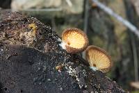 Crepidotus crocophyllus image