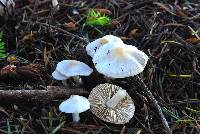 Inocybe geophylla var. lilacina image