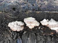 Schizophyllum commune image