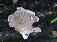 Schizophyllum commune image