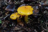 Hygrocybe chlorophana image