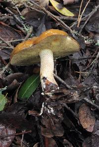 Suillus pungens image