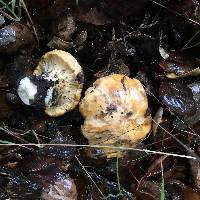 Cantharellus californicus image