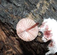 Mycena haematopus image