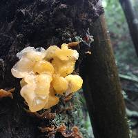 Tremella aurantia image