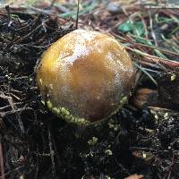 Amanita augusta image