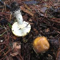 Amanita augusta image