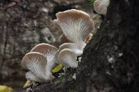 Pleurotus ostreatus image
