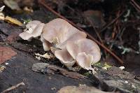 Pleurotus ostreatus image