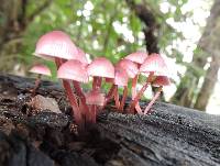 Mycena haematopus image