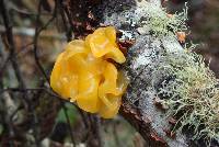 Tremella aurantia image