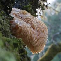 Hericium erinaceus image