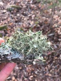 Usnea strigosa image