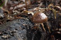 Pluteus cervinus image