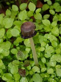 Coprinellus domesticus image