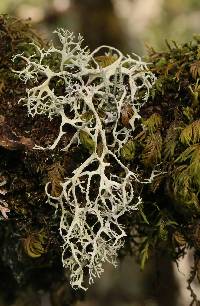 Evernia prunastri image