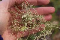 Usnea intermedia image